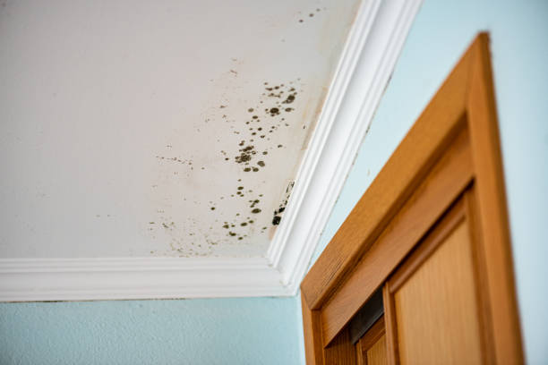 Trusted Washington, PA Mold Inspection, Removal & Remediation Experts